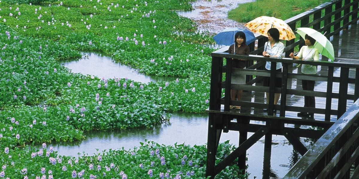 鹿児島県日置市の旅行で訪れた観光名所、正円池のホテイアオイ