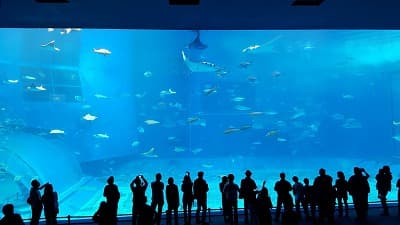 沖縄県国頭郡の旅行で訪れた観光名所、美ら海水族館