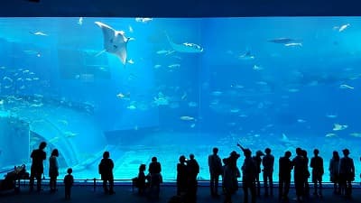 沖縄県国頭郡の旅行で訪れた観光名所、美ら海水族館