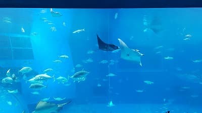 沖縄県国頭郡の旅行で訪れた観光名所、美ら海水族館