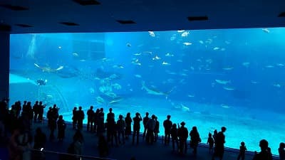 沖縄県国頭郡の旅行で訪れた観光名所、美ら海水族館