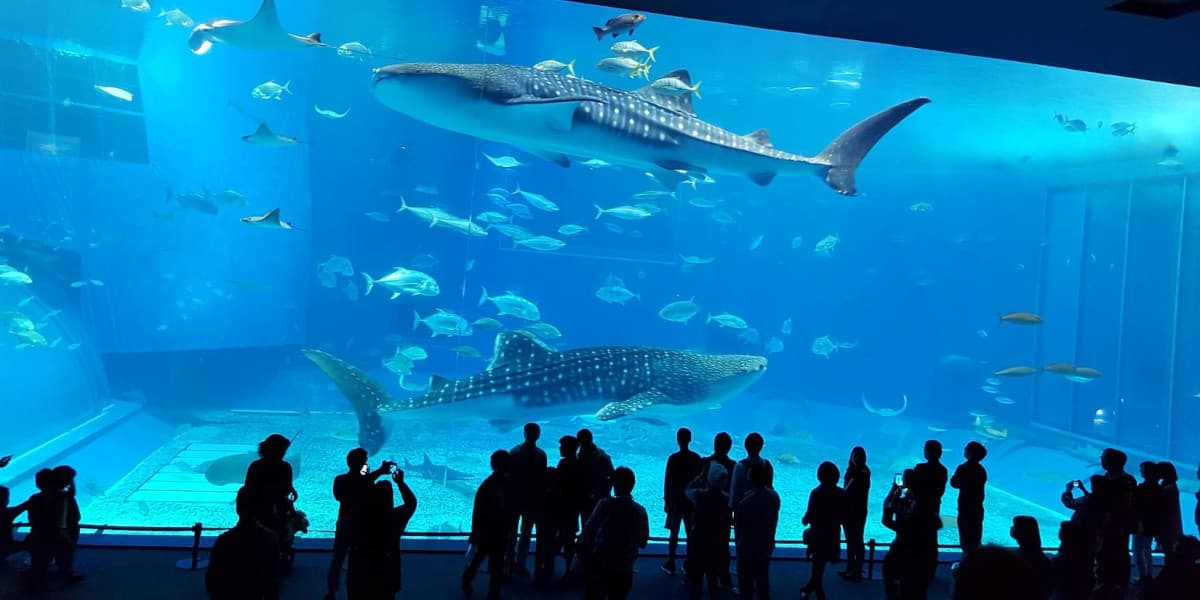 沖縄県国頭郡の旅行で訪れた観光名所、美ら海水族館