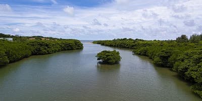 沖縄県石垣市の旅行で訪れた観光名所、宮良川のヒルギ林