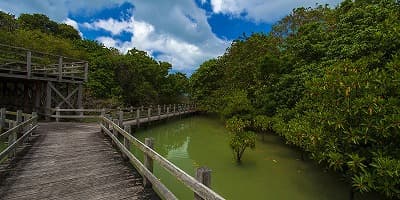 沖縄県宮古島市の旅行で訪れた観光名所、川満マングローブ