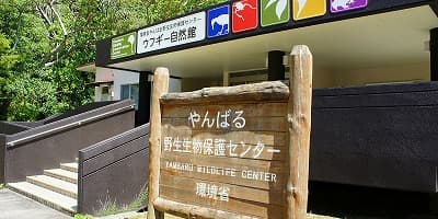 沖縄県国頭郡の旅行で訪れた観光名所、やんばる野生生物保護センター