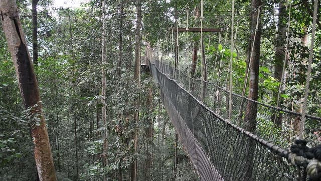 マレーシア・タマン・ヌガラ国立公園