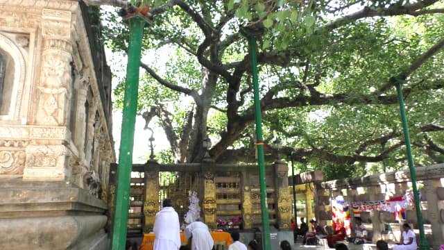 インド・ブッダガヤのマハーボディー寺院(大菩提寺)菩提樹