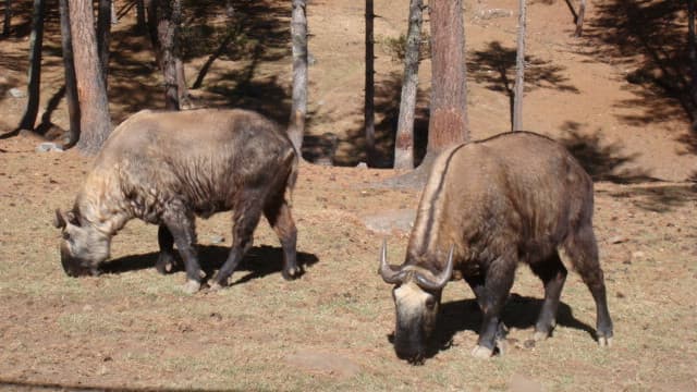 ブータンの国獣ターキン