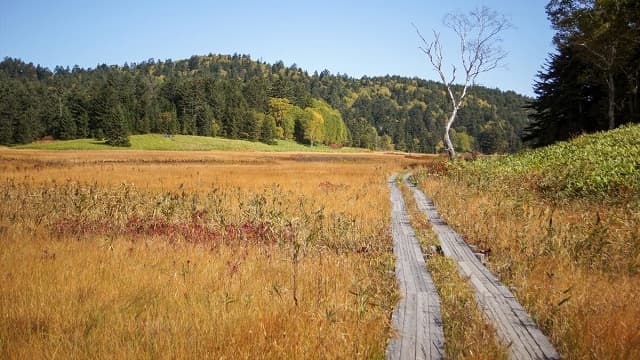 福島県南会津郡の大江湿原