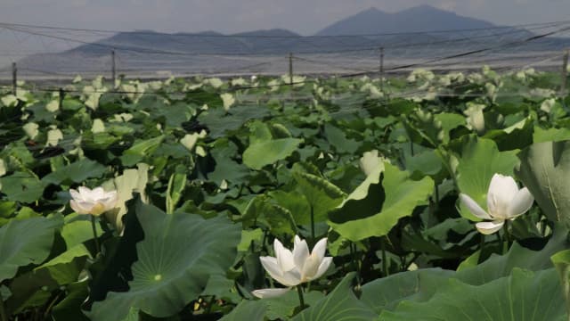 茨城県土浦市の霞ケ浦