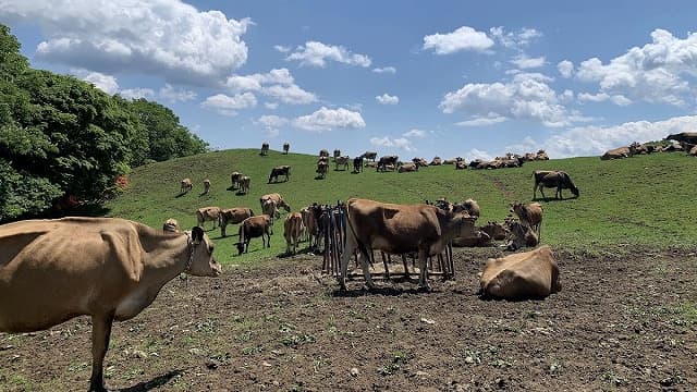 群馬県甘楽郡の神津牧場