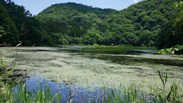 群馬県利根郡の大峰山浮島及び湿原植物