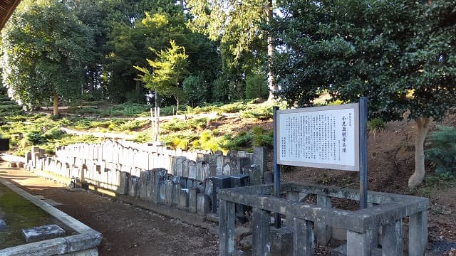 埼玉県行田市の小見真観寺古墳
