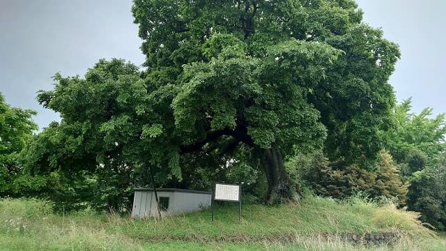 埼玉県行田市の一里塚