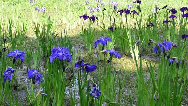 東京都調布市の神代植物公園水生植物園