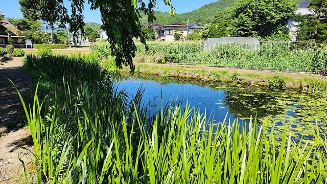 山梨県南都留郡の忍野八海（菖蒲池）
