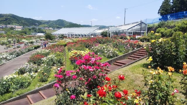 静岡県島田市の島田市ばらの丘公園