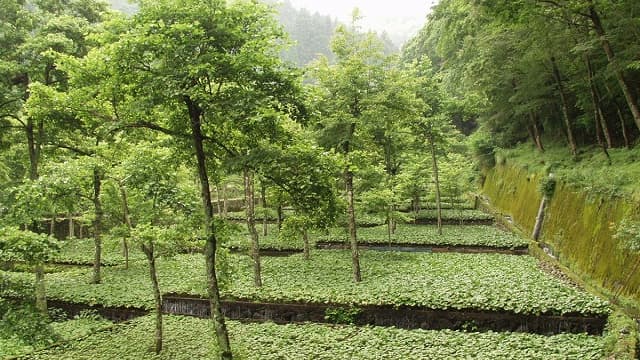 静岡県伊豆市のわさび田