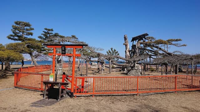 滋賀県大津市の唐崎（唐崎神社境内）
