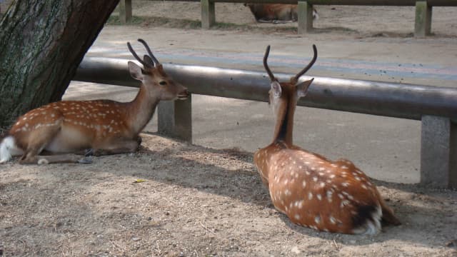 奈良県奈良市の奈良公園