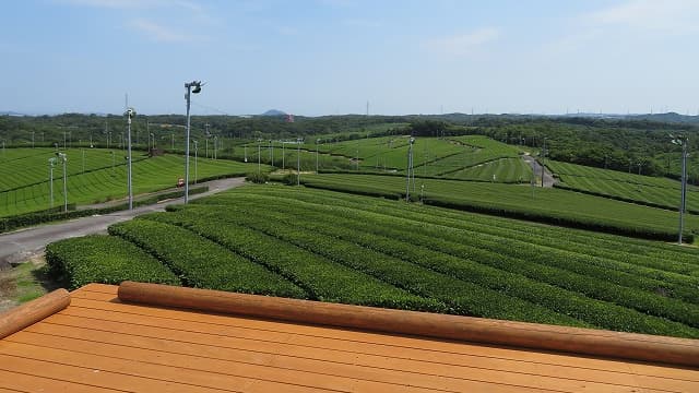 山口県宇部市の藤河内茶園