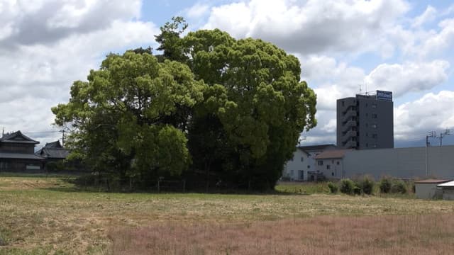 愛媛県松山市の来住廃寺跡