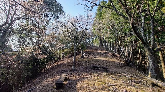 愛媛県今治市の千疋のサクラ