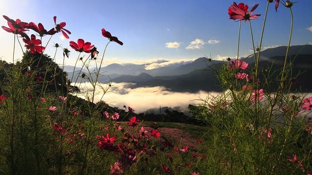 愛媛県四国中央市の翠波高原