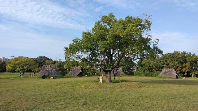 福岡県福岡市の板付遺跡