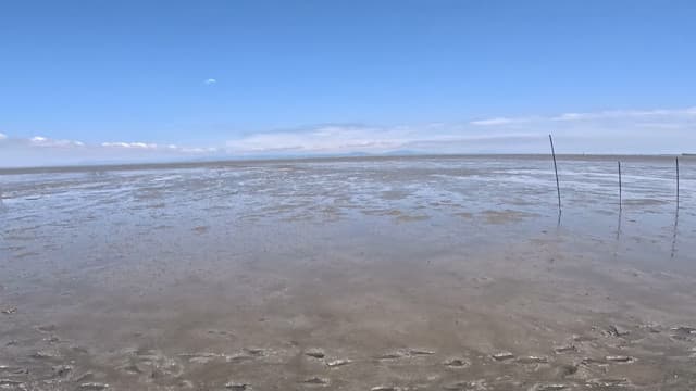 佐賀県鹿島市の肥前鹿島干潟