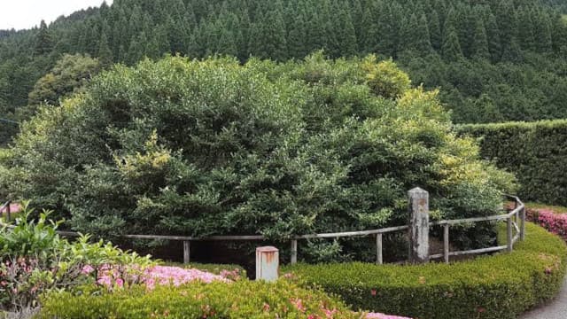 佐賀県嬉野市の大茶樹