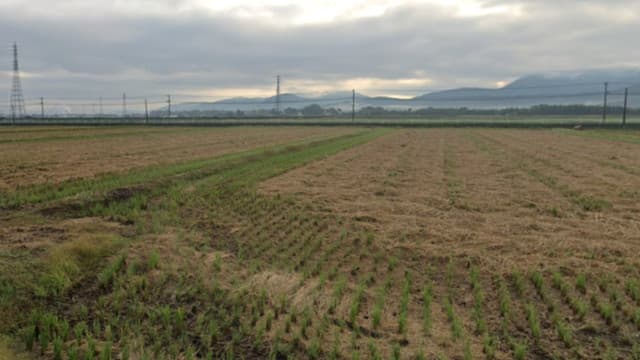 大分県宇佐市の樋尻道遺跡