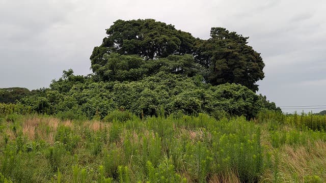 大分県国東市の狐塚古墳
