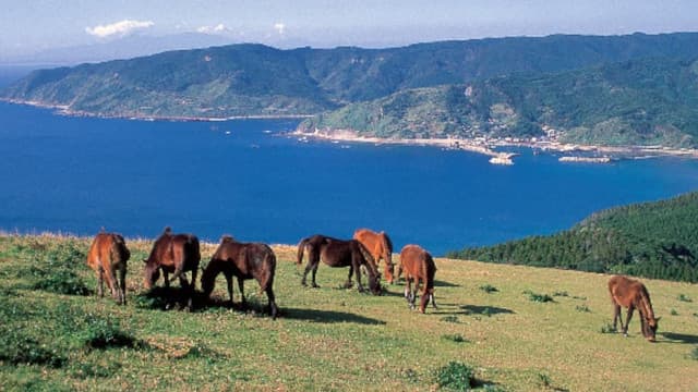 宮崎県串間市の都井岬