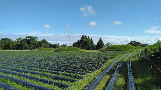 宮崎県西都市の茶臼原古墳群