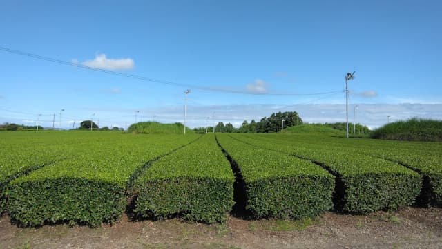 宮崎県西都市の茶臼原古墳群