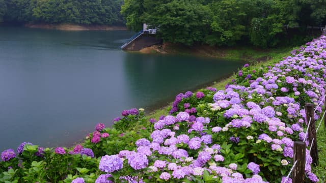 宮崎県東諸県郡の籾木池