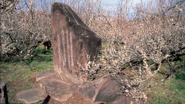 宮崎県児湯郡の湯之宮座論梅