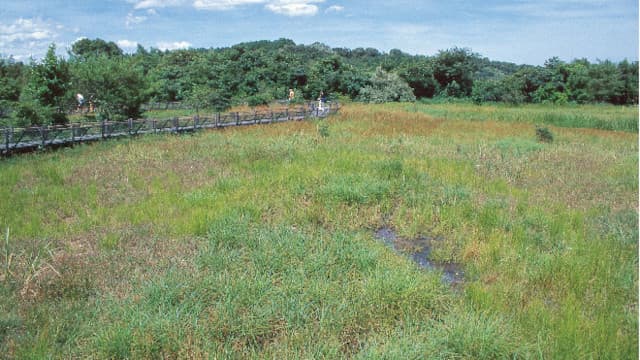 宮崎県児湯郡の高鍋湿原