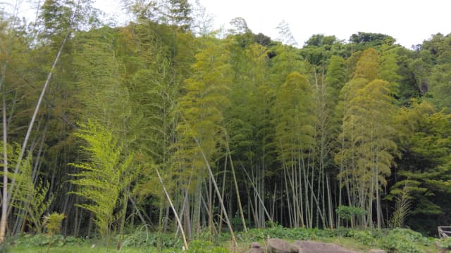 鹿児島県鹿児島市の旅行で訪れた観光名所、仙厳園