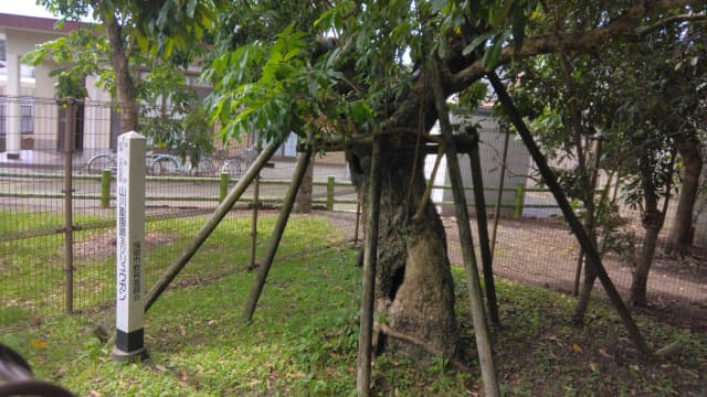 鹿児島県の山川薬園跡及びリュウガン