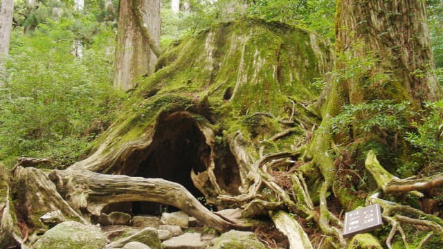 鹿児島県熊毛郡の屋久島ウィルソン株