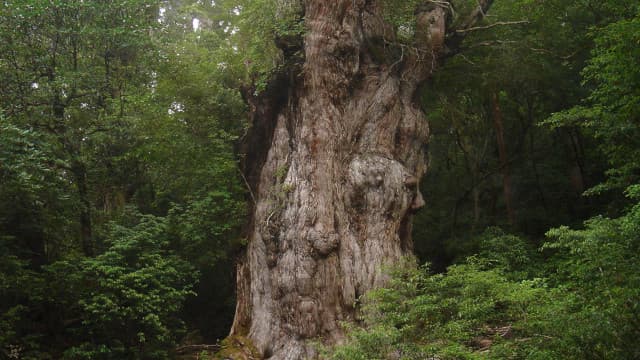 鹿児島県熊毛郡の縄文杉