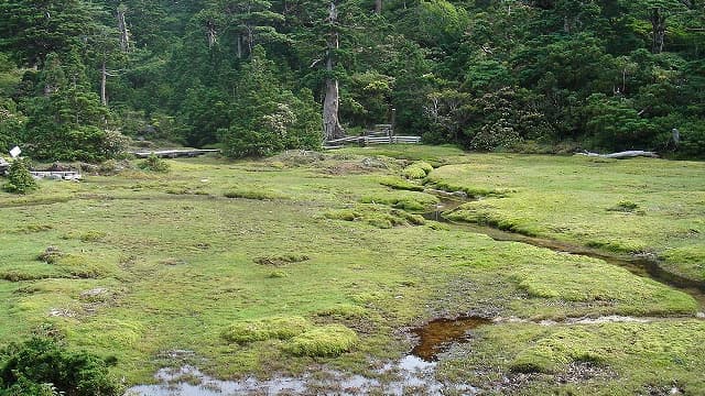 屋久島の花之江河