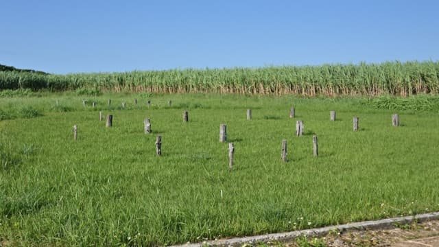 鹿児島県大島郡の城久遺跡